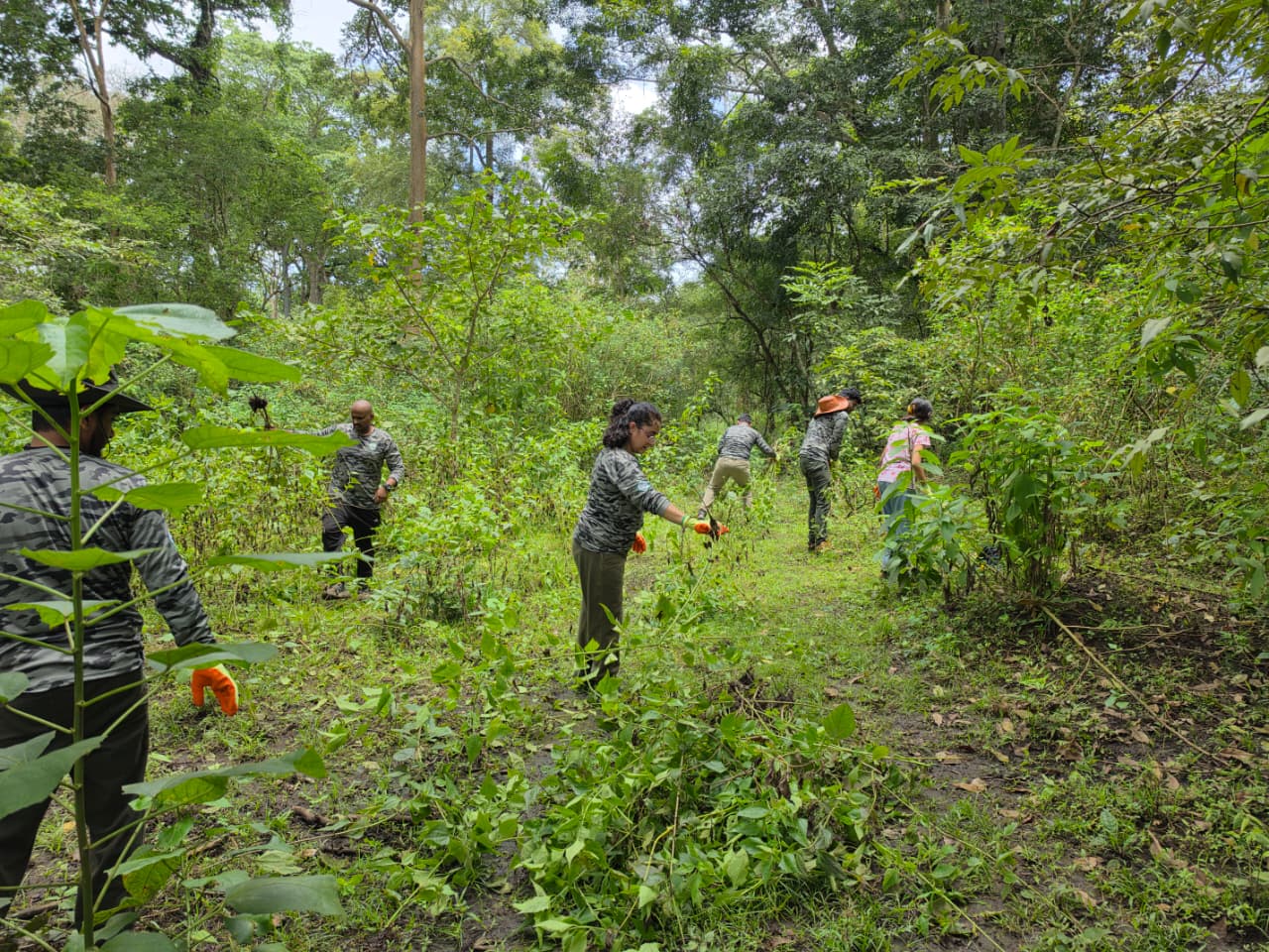 Forest restoration